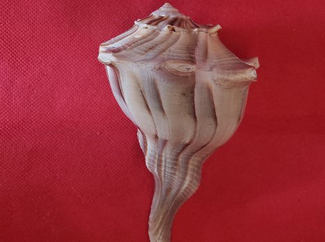 Photo of Dahine Sankha (Right Hand Conch Shell)
