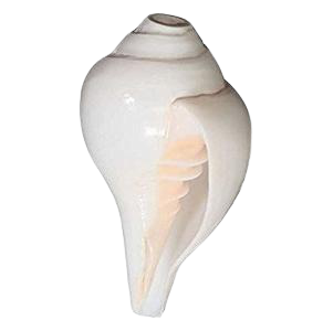 Photo of Sankha (Conch Shell)