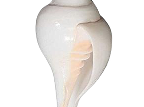 Photo of Sankha (Conch Shell)